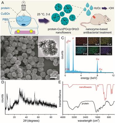 Protein-Inorganic Hybrid Nanoflowers as Efficient Biomimetic Antibiotics in the Treatment of Bacterial Infection